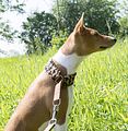 Basenji KSM Muenster 2014 (1051)